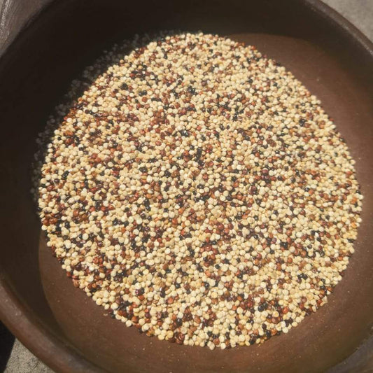 Quinoa Tricolor